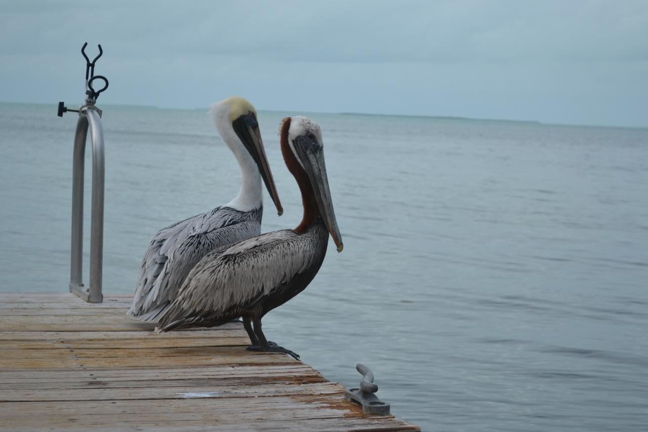 La Jolla Resort Islamorada Exteriér fotografie